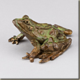 leopard Frog